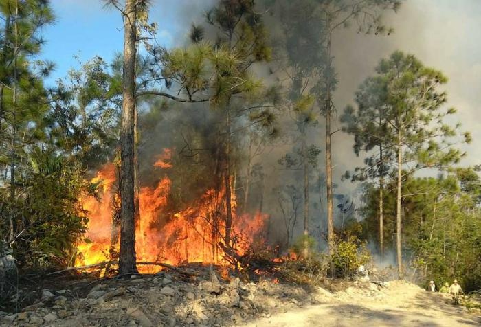 Proteger de incendios nuestros bosques y áreas verdes, una prioridad en Cuba