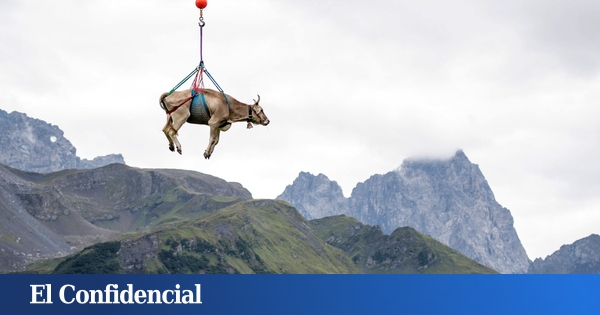 Suiza se enfrenta al deshielo de los Alpes: Robos de agua y vacas alimentadas por helicóptero