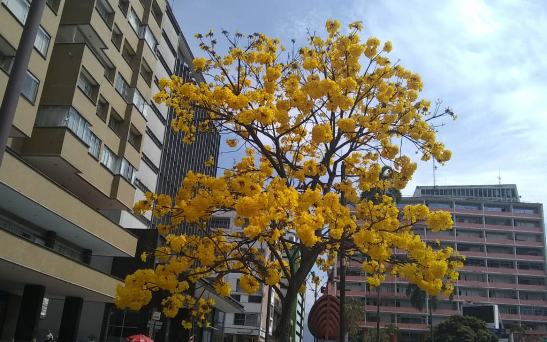 Cámbulos, Gualandayes y Ocobos, espectáculo natural
