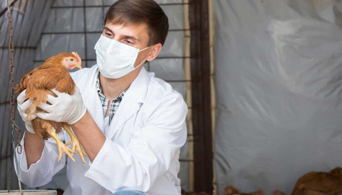 El ICA decreta Emergencia Sanitaria por presencia de Influenza aviar en Aves de Traspatio