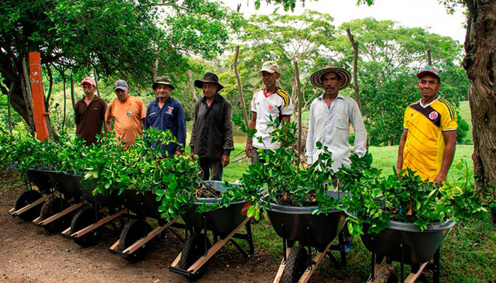 Con apoyo del Gobierno del Cambio avanza la siembra de 14.840 árboles en los Montes de María
