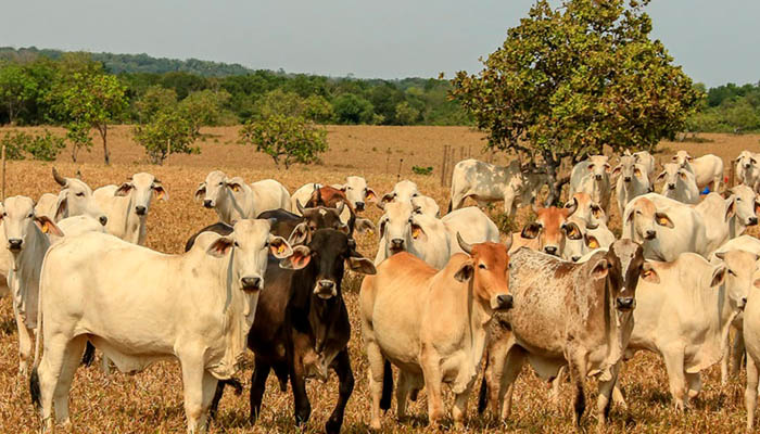 Primeras exportaciones de carne a China se darían en el primer trimestre de 2024
