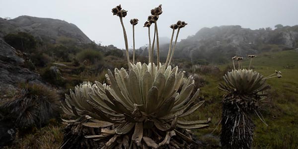Colombia gana demanda a empresa minera por operaciones en Páramo de Santurbán