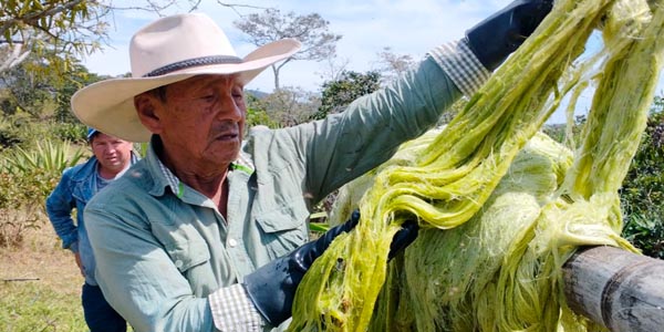 La fibra natural que revoluciona la lucha contra el plástico en Colombia