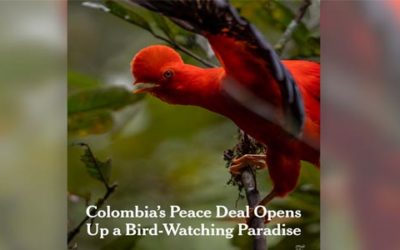 New York Times destaca la forma como la paz está abriendo las puertas al avistamiento de aves en Colombia