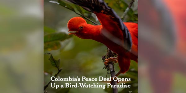 New York Times destaca la forma como la paz está abriendo las puertas al avistamiento de aves en Colombia