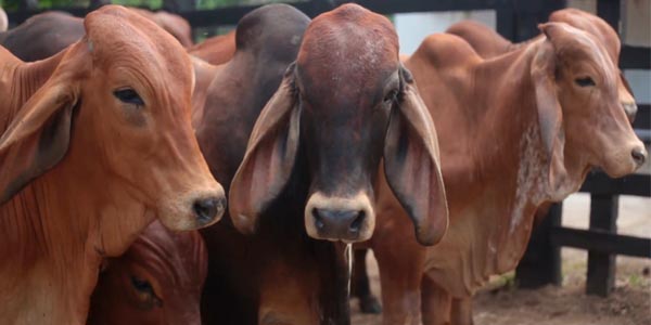 Colombia exporta carne bovina a 93 países incluyendo a Irán como nuevo destino