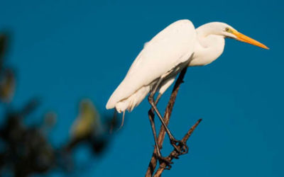 Colombia, El País de la Belleza, volvió a ocupar el primer lugar del mundo en avistamiento de aves