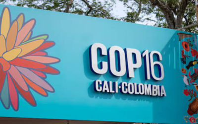 La importancia de la COP16