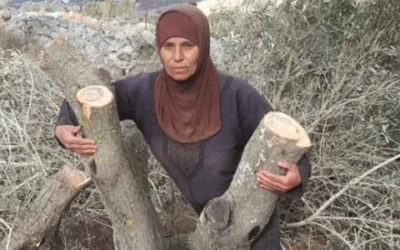 Guerra israelí contra los olivos palestinos