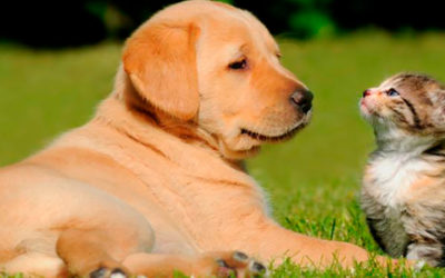 Expedido protocolo para protección de mascotas y animales de compañía en situaciones de emergencia
