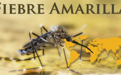 Fiebre amarilla gana terreno en América Latina, alerta la OPS