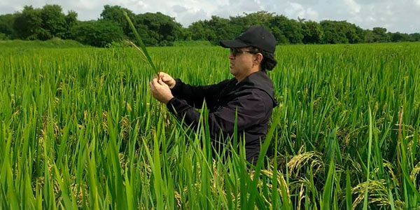 Con brigadas comerciales, Gobierno pone en marcha plan de alivios a productores de arroz