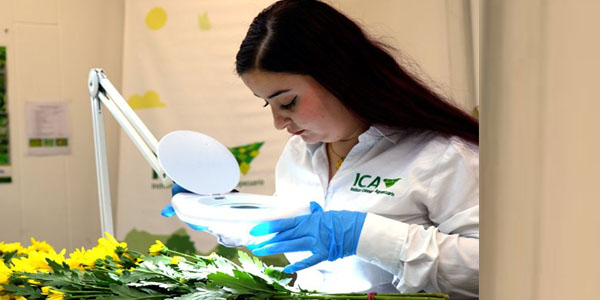 Colombia triplicó la exportación de flores a diferentes países para la celebración del Día de la Madre