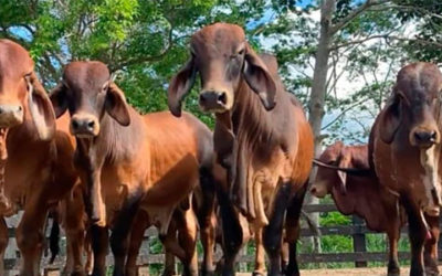Producción de carne bovina genera más de un millón de empleos en Colombia