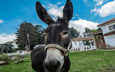 ¡Que viva el burro leñero!
