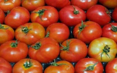 México tilda de injusta cuota al tomate impuesta por EEUU