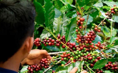 Exportaciones del agro colombiano aumentaron 26,2 %