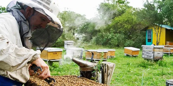 Apicultura uruguaya en emergencia por agroquímicos