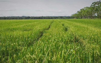 MinAgricultura establece por resolución libertad vigilada de precios para el arroz paddy verde