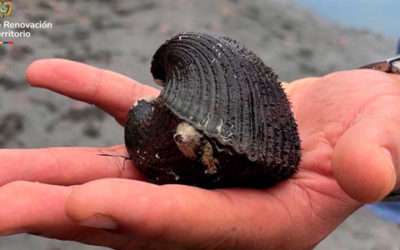 Con inversión de $23.207 millones se fortalecen la pesca artesanal y de la piangua en Tumaco