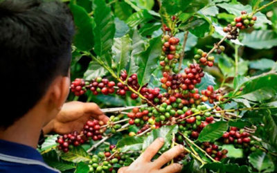 En 2025 se exportaron productos agroindustriales por 3.965 millones de dólares