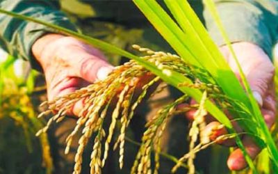 Minagricultura revela cumplimiento de acuerdos con el sector arrocero