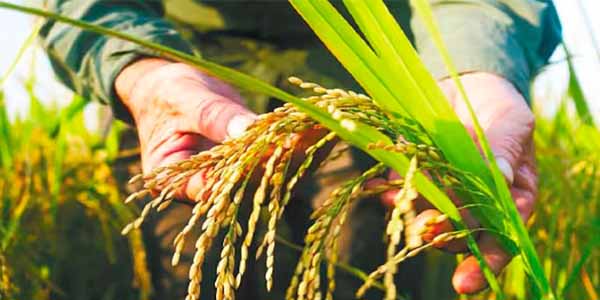 Minagricultura revela cumplimiento de acuerdos con el sector arrocero