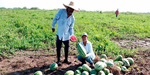 Familias del predio El Limón ya comercializan los alimentos de la Reforma Agraria en Plato, Magdalena