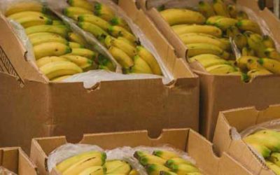 Exportaciones agropecuarias crecieron 11,6% en valor y 63,2% en volumen en febrero de 2026