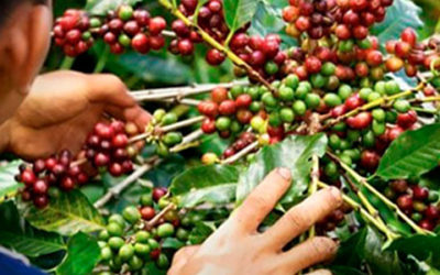 Gobierno prorroga por cinco meses el Contrato de Estabilización de Precios del Café