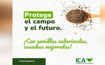 Por fenómeno de El Niño, ICA y Acosemillas exhortan a productores a usar semillas autorizadas y manejo técnico de suelos